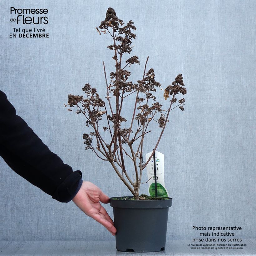 Spécimen de Hydrangea paniculata Dharuma - Hortensia paniculé Pot de 2L/3L tel que livré en automne