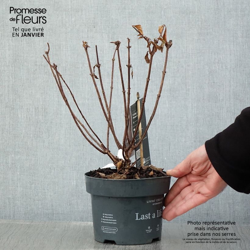 Spécimen de Hydrangea paniculata Living Pinky Promise - Hortensia paniculé Pot de 2L/3L tel que livré en hiver
