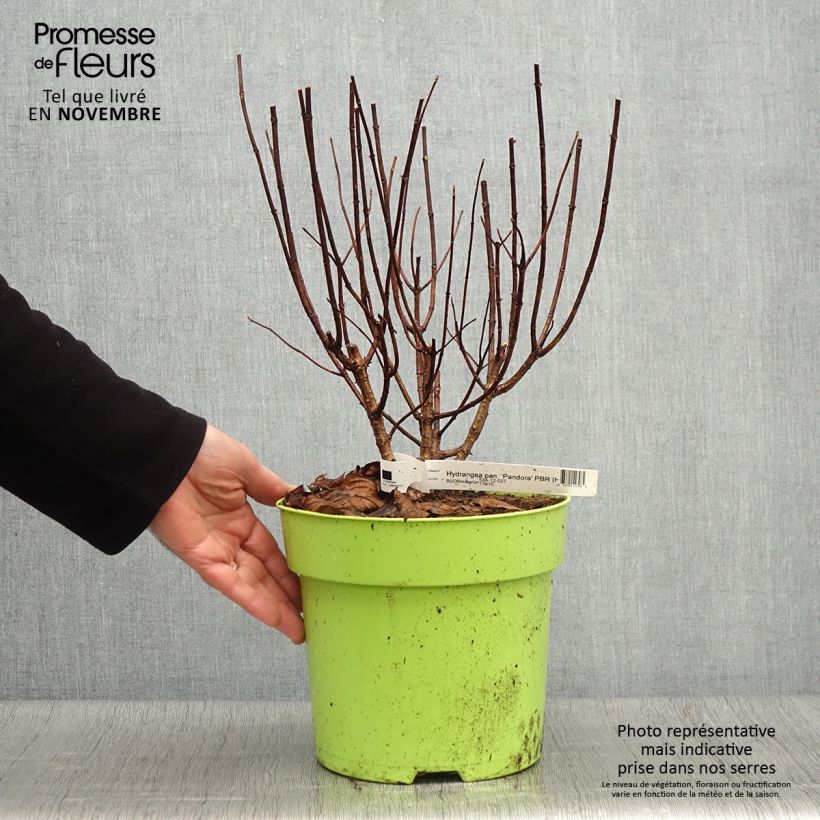 Spécimen de Hydrangea paniculata Pandora - Hortensia paniculé Pot de 6L/7L tel que livré en automne