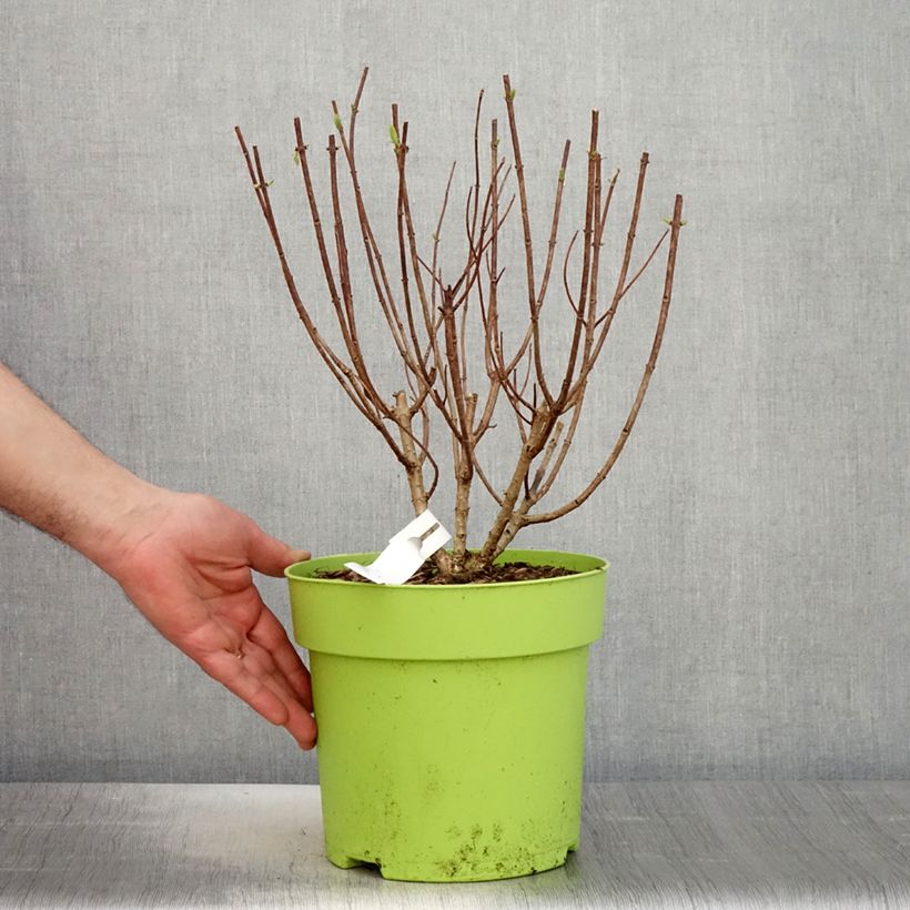 Hortensia paniculata Pandora - Hydrangea paniculata Maceta 6L/7L Ejemplar entregado en la primavera