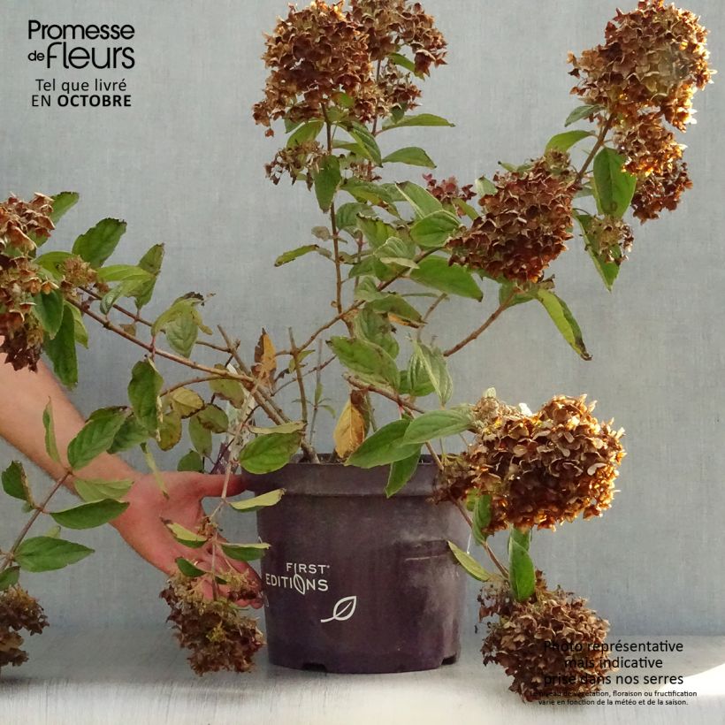 Spécimen de Hydrangea paniculata Tickled Pink - Hortensia paniculé Pot de 7,5L/10L tel que livré en automne