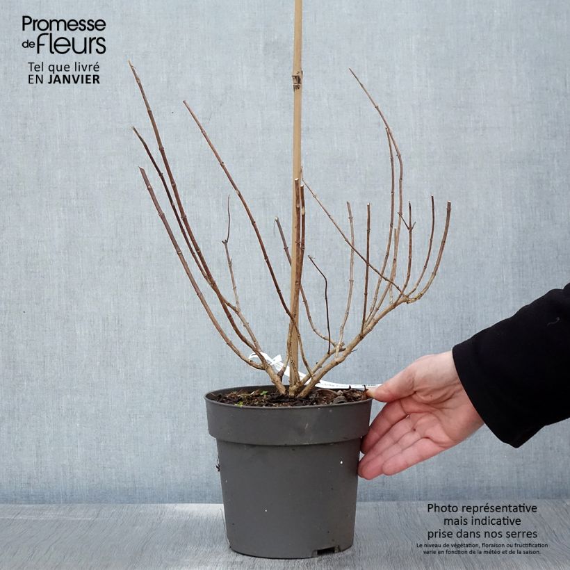 Spécimen de Hydrangea paniculata Little Fresco-  Hortensia paniculé nain Pot de 3L/4L tel que livré en hiver