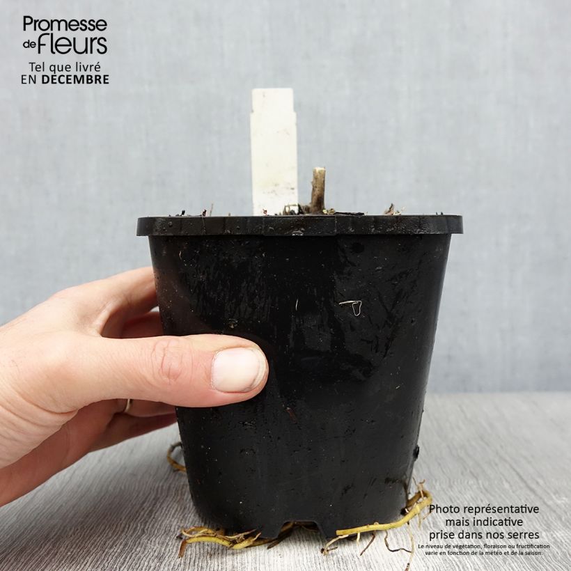 Hosta Abiqua Drinking Gourd Maceta 1,5L/2L Ejemplar entregado en invierno