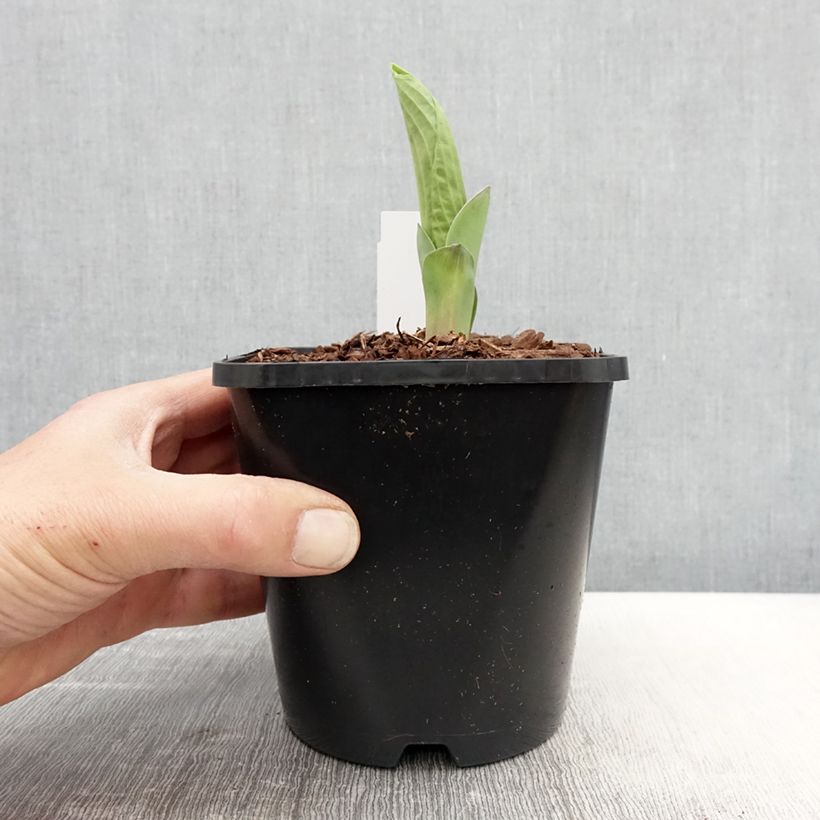 Amostra de Hosta sieboldiana Abiqua Drinking Gourd Vaso de 1,5 L/2 L tal como entregue na primavera