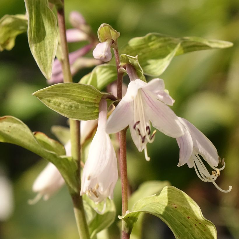 Hosta Allegan Fog (Floraison)