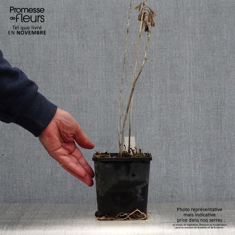 Spécimen de Hosta Alligator Alley Pot de 1,5L/2L tel que livré en automne