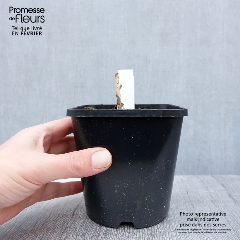 Spécimen de Hosta Almost Pot de 1,5L/2L tel que livré en hiver