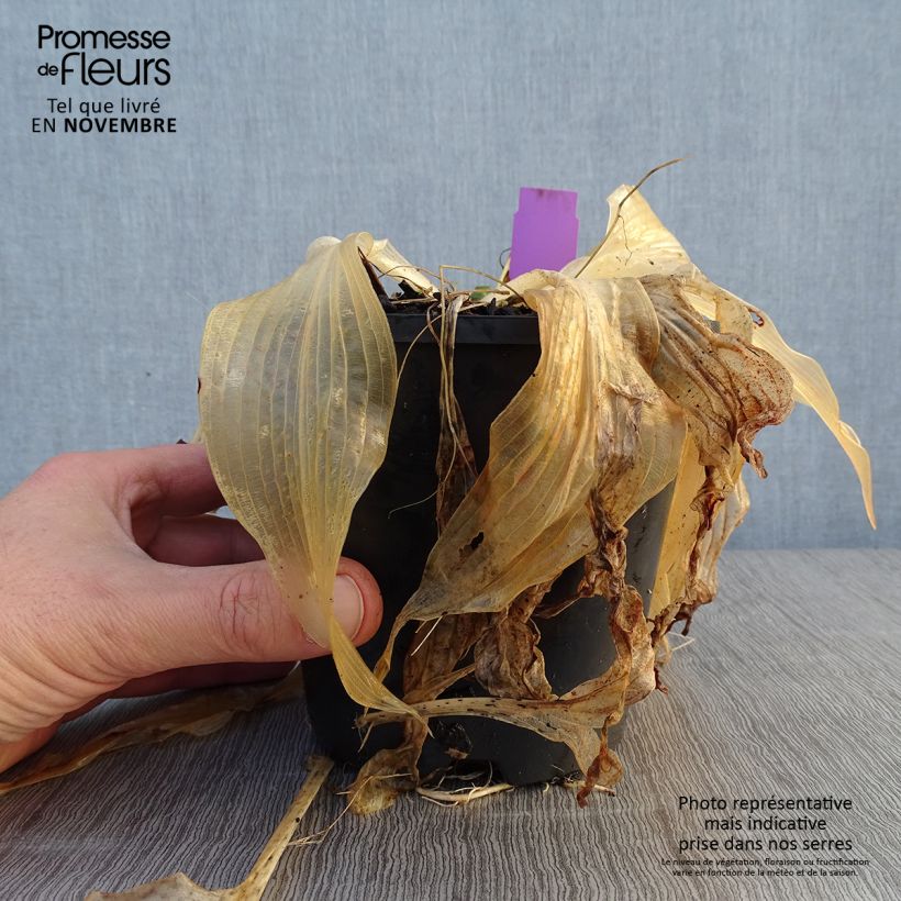 Spécimen de Hosta Amalia Pot de 1,5L/2L tel que livré en automne