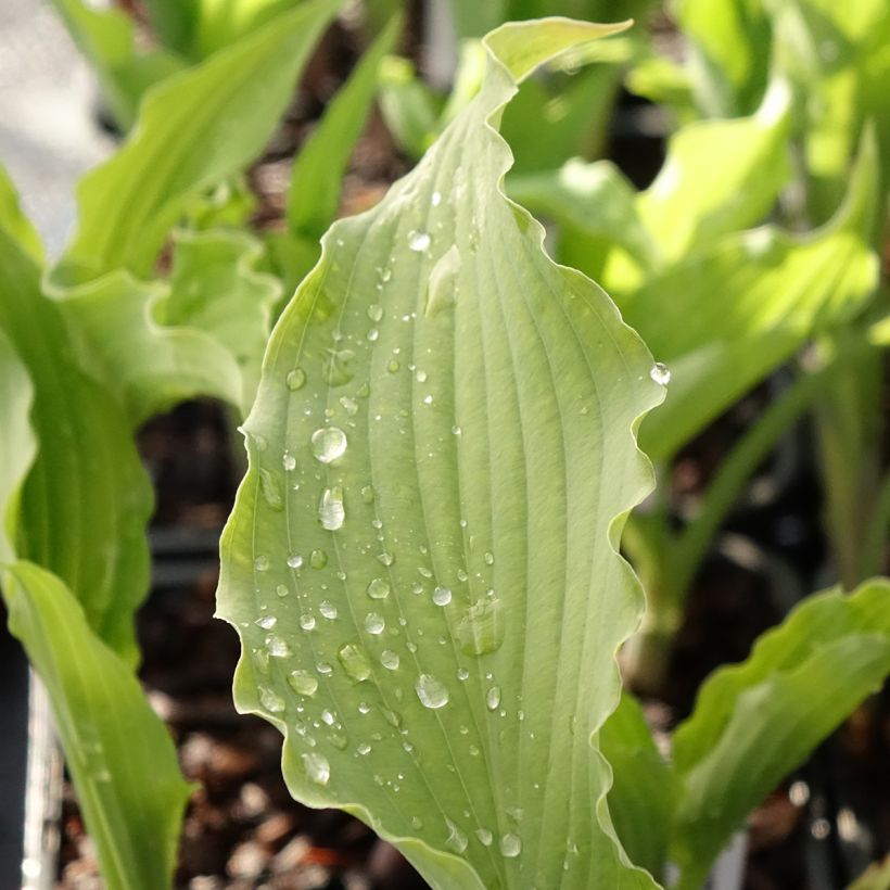 Hosta Atomic Elvis (Feuillage)