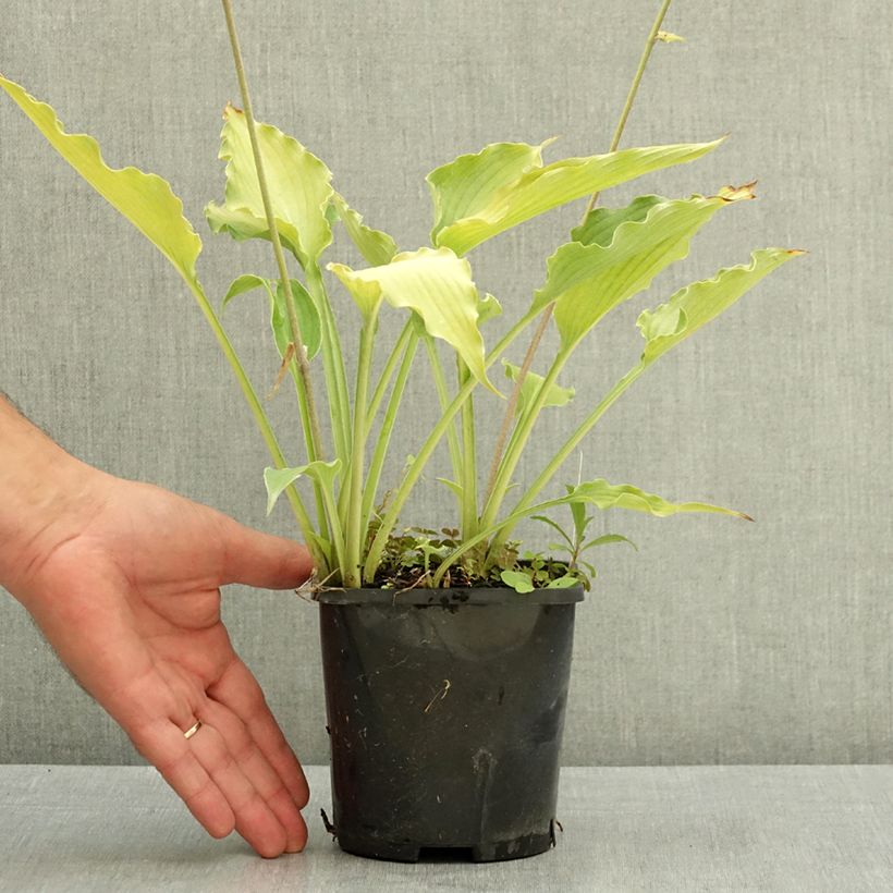 Spécimen de Hosta Atomic Elvis Pot de 1,5L/2L tel que livré en été