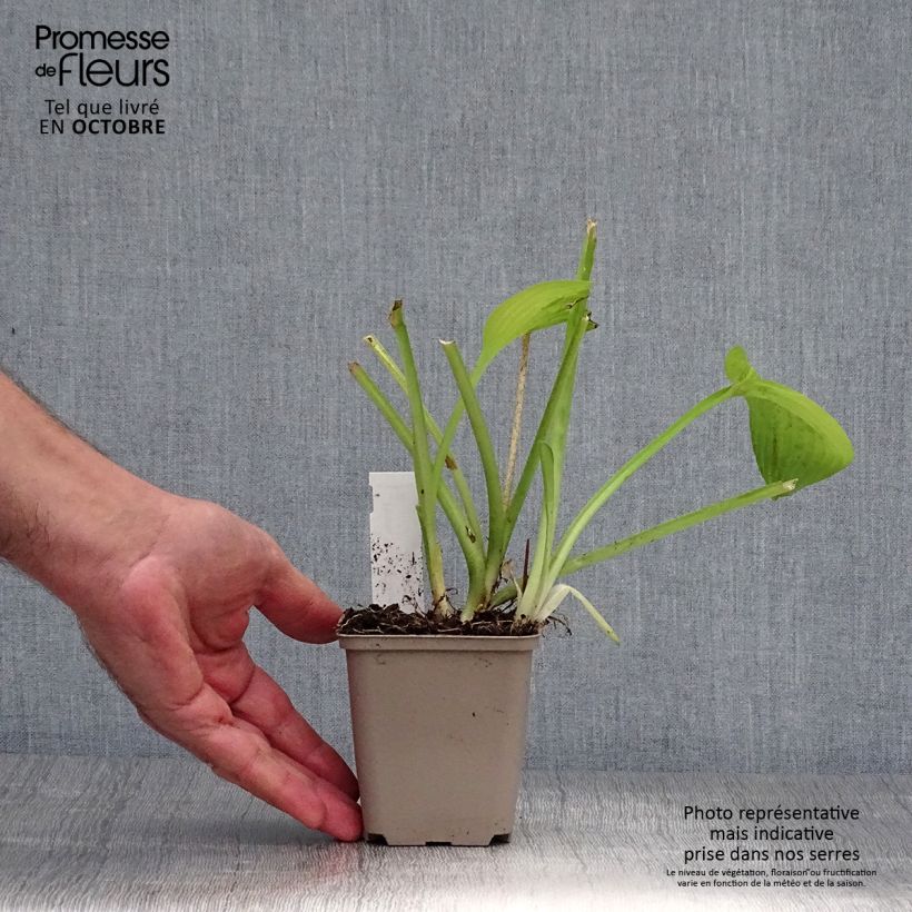 Spécimen de Hosta August Moon Godet de 8/9 cm tel que livré en automne