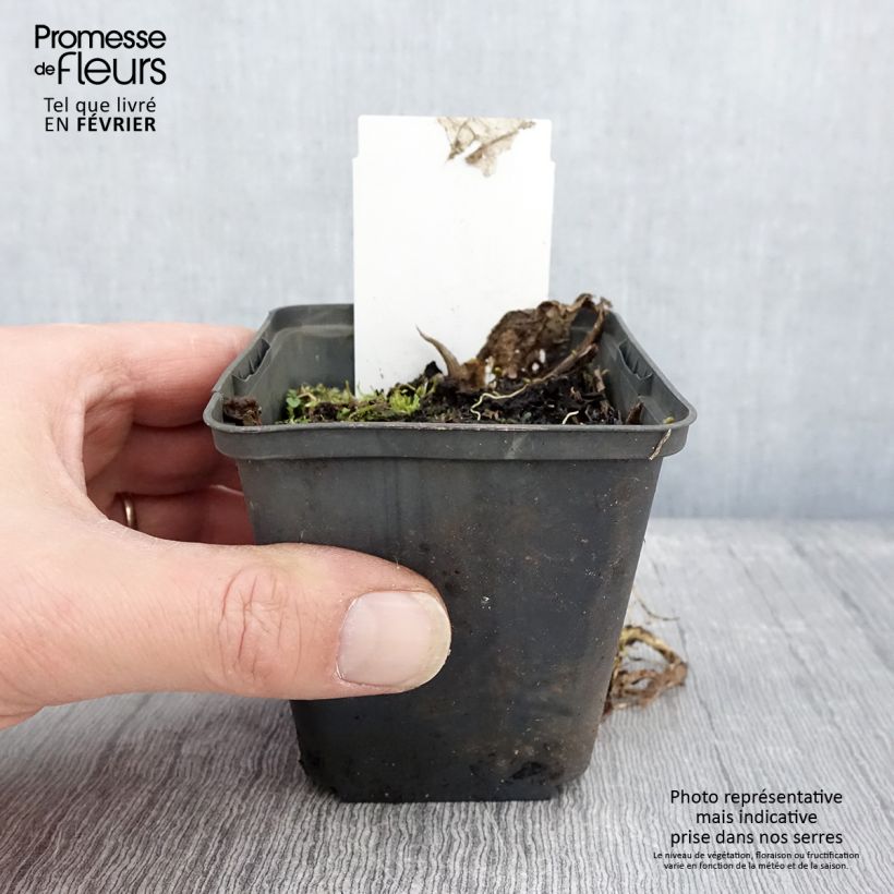 Spécimen de Hosta Austin Dickinson Godet de 8/9 cm tel que livré en hiver