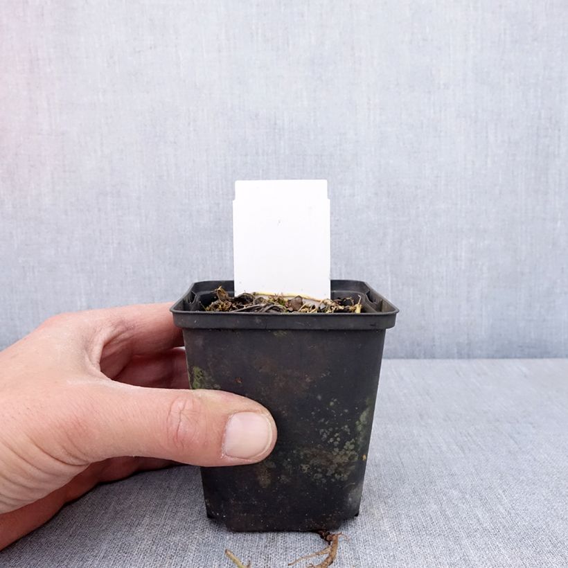 Spécimen de Hosta Austin Dickinson Godet de 8/9 cm tel que livré au printemps