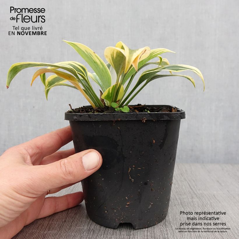 Spécimen de Hosta Autumn Frost Pot de 1,5L/2L tel que livré en automne