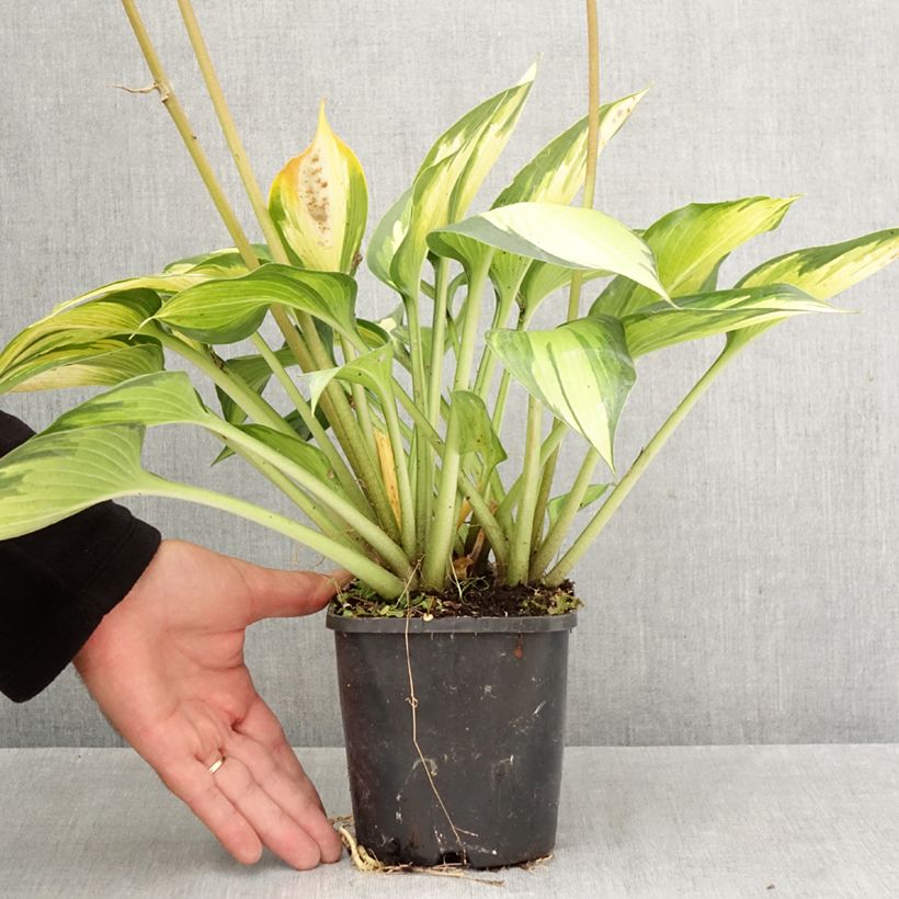 Spécimen de Hosta Ayesha Pot de 1,5L/2L tel que livré en automne