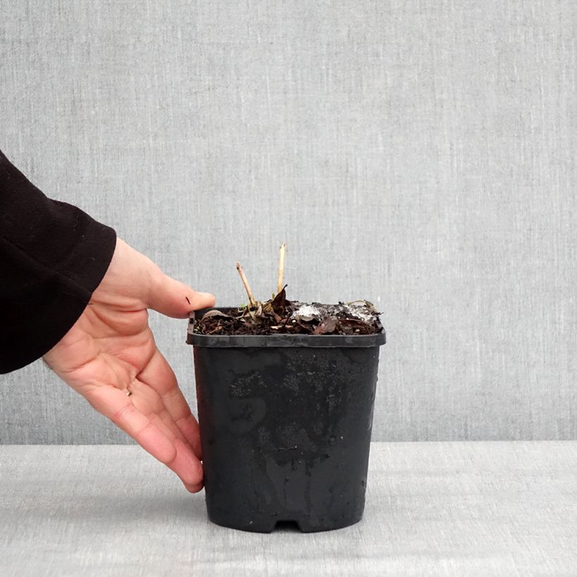 Spécimen de Hosta Ayesha Pot de 1,5L/2L tel que livré en hiver