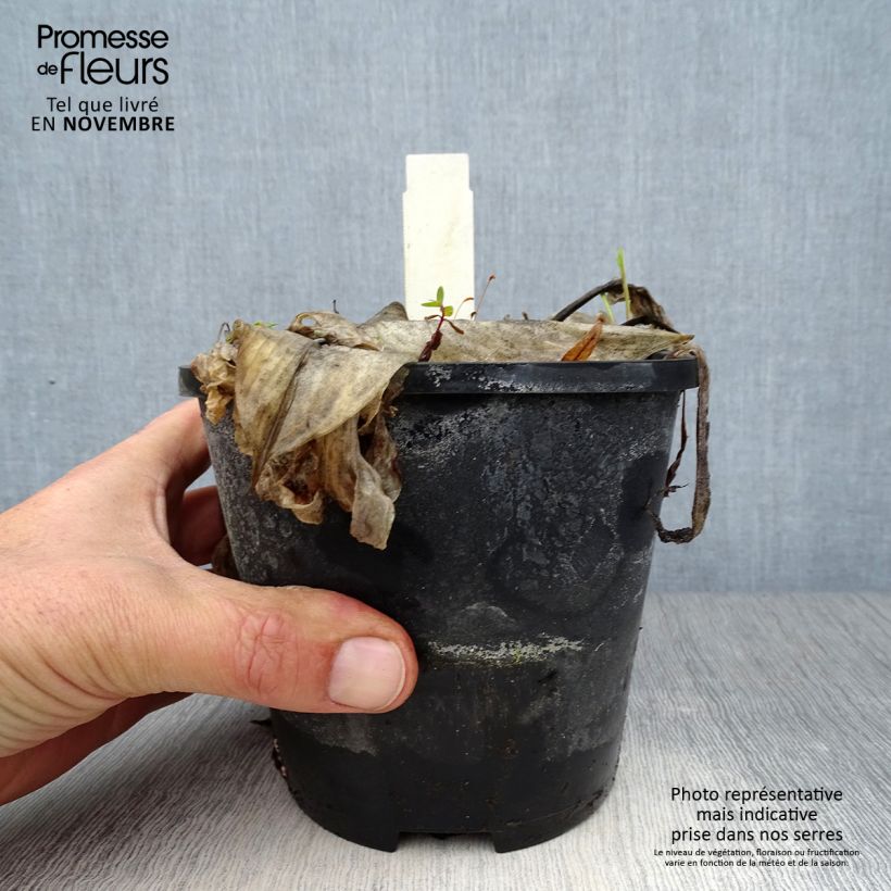 Spécimen de Hosta Beach Boy Pot de 1,5L/2L tel que livré en automne