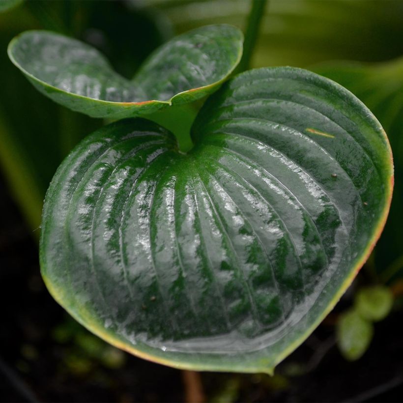 Hosta Big Daddy (Feuillage)