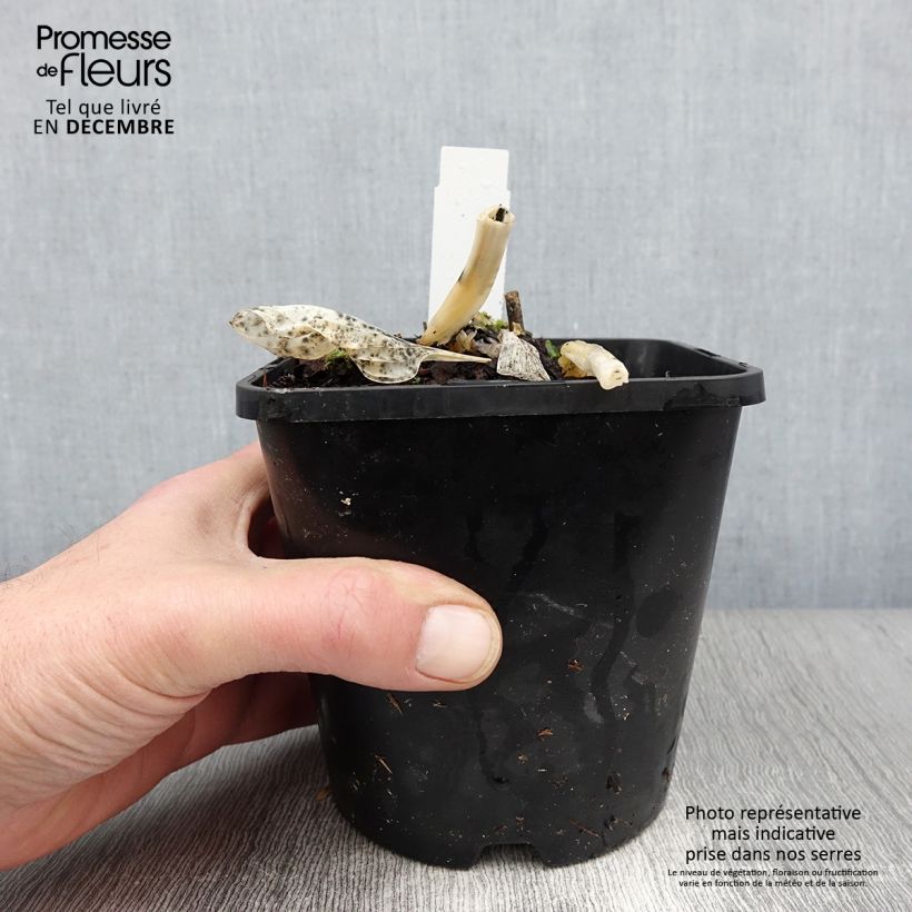 Spécimen de Hosta Big Daddy Pot de 2L/3L tel que livré en automne