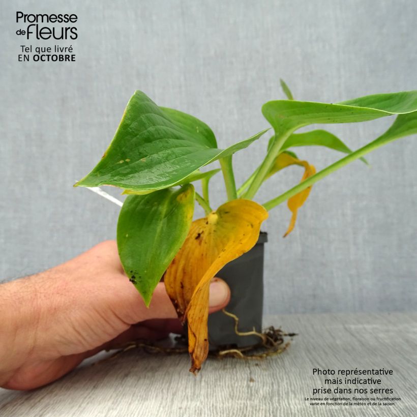 Spécimen de Hosta Blue Angel Godet de 8/9 cm tel que livré en automne