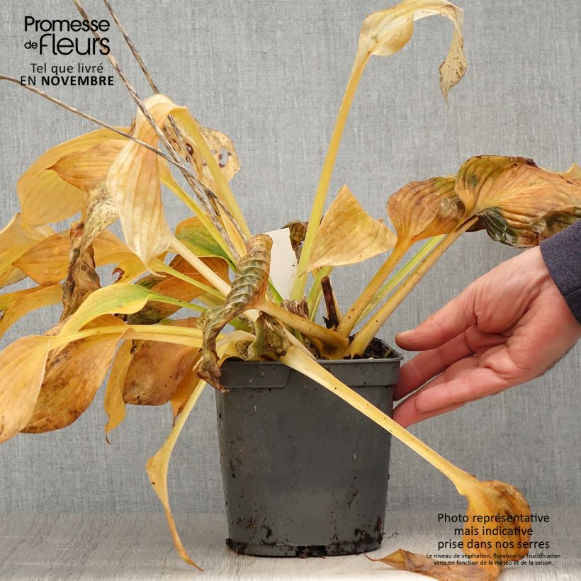 Spécimen de Hosta Blue Angel Pot de 1,5L/2L tel que livré en automne