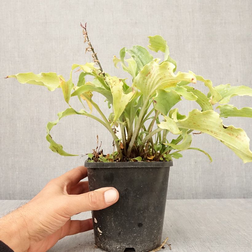 Spécimen de Hosta Blue Cascade Pot de 1,5L/2L tel que livré en automne