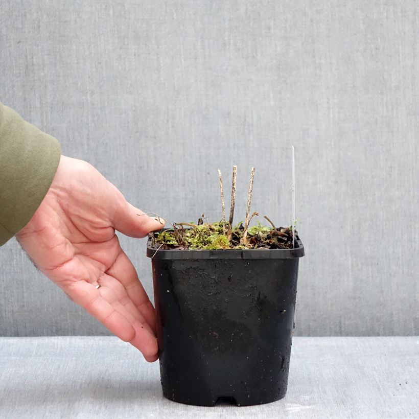 Spécimen de Hosta Blue Cascade Pot de 1,5L/2L tel que livré en hiver