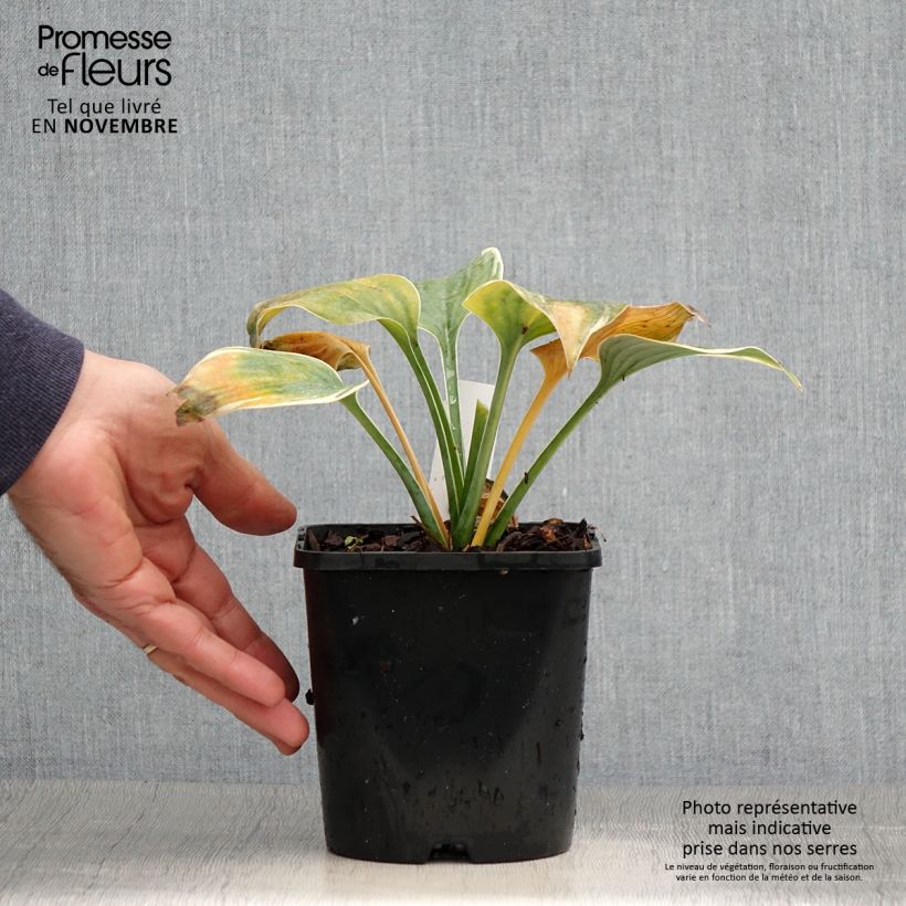 Spécimen de Hosta Blue Flame Pot de 1,5L/2L tel que livré en automne