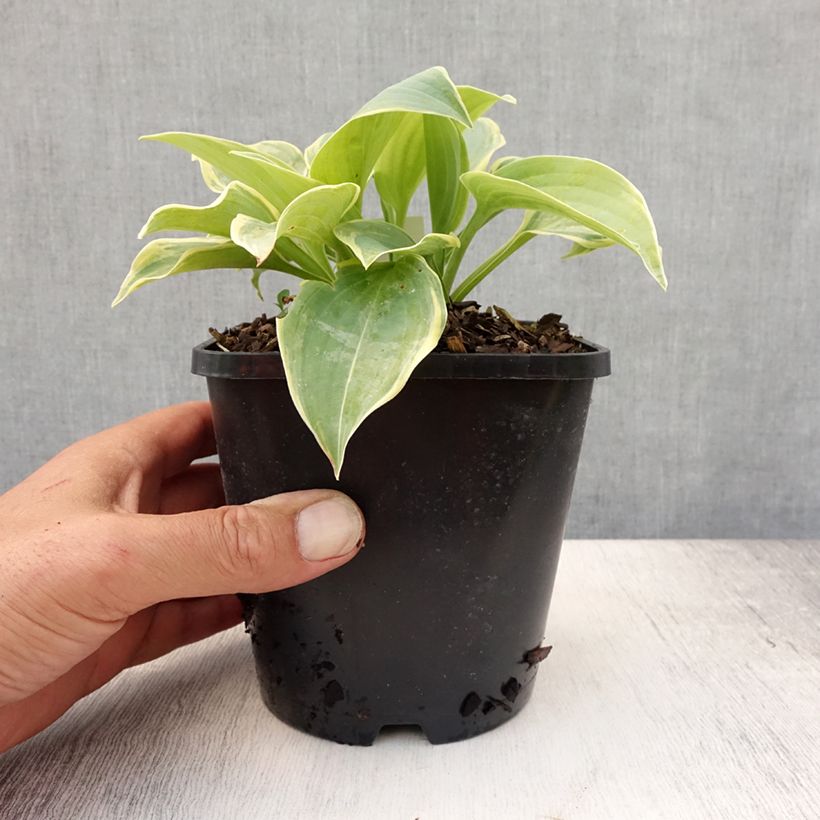 Spécimen de Hosta Blue Flame Pot de 1,5L/2L tel que livré en été
