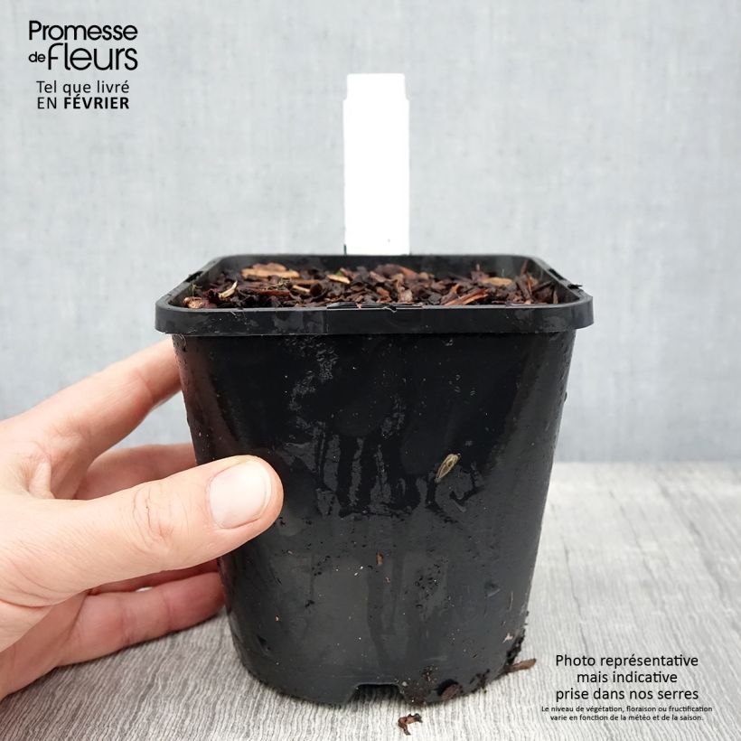 Exemplar von Hosta tardiana Blue Ivory - Garten-Funkie Topf mit 1,5L/2L wie im Winter geliefert