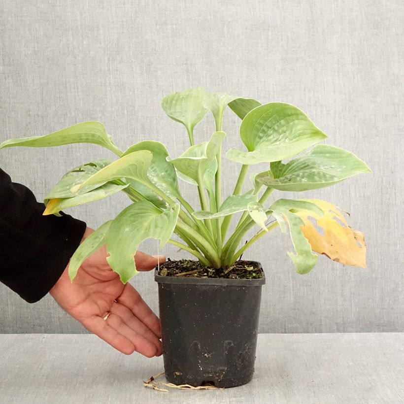 Spécimen de Hosta Blue Mammoth Pot de 1,5L/2L tel que livré en automne
