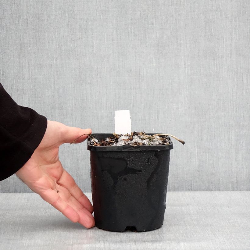 Spécimen de Hosta Blue Mammoth Pot de 1,5L/2L tel que livré en hiver