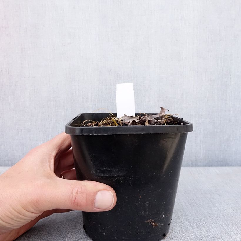 Spécimen de Hosta Blue Mammoth Pot de 1,5L/2L tel que livré au printemps