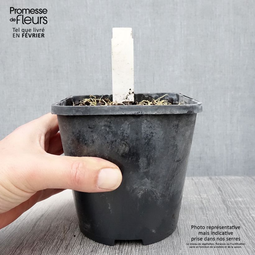 Spécimen de Hosta Blue Mouse Ears - Hosta bleu miniature Pot de 1,5L/2L tel que livré en hiver