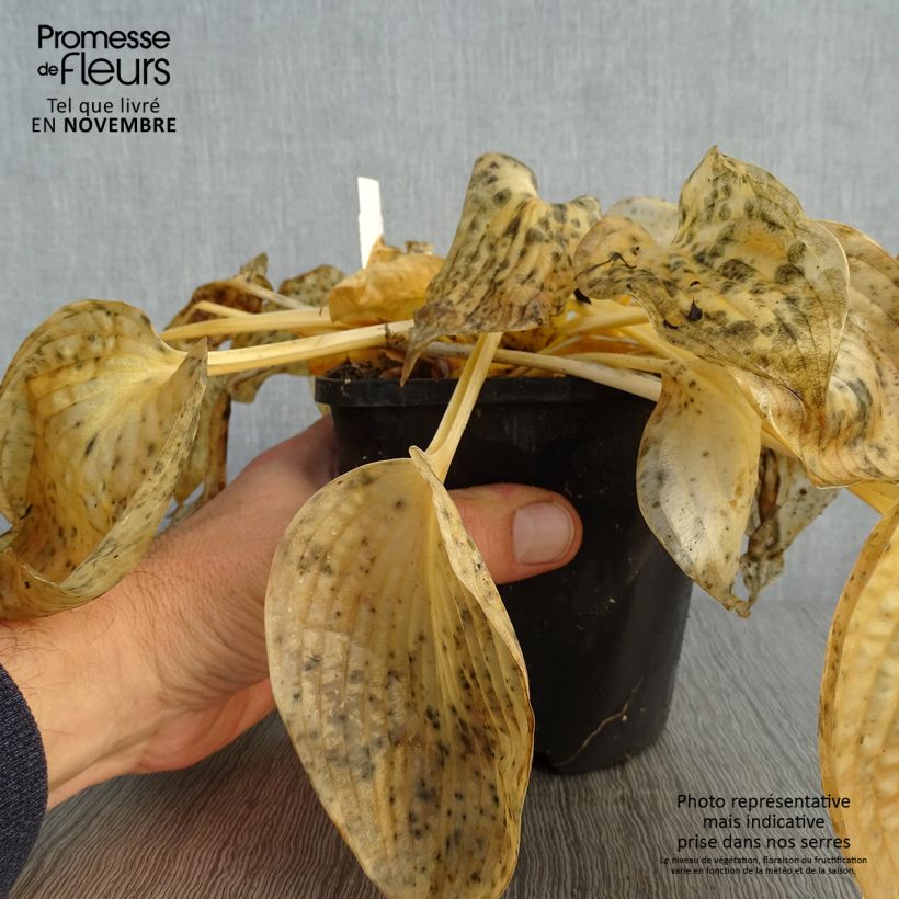 Spécimen de Hosta Blue Vision Pot de 1,5L/2L tel que livré en automne