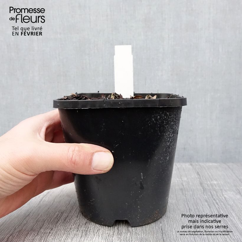 Hosta Blue Vision Vaso da 1,5L/2L esemplare consegnato in inverno