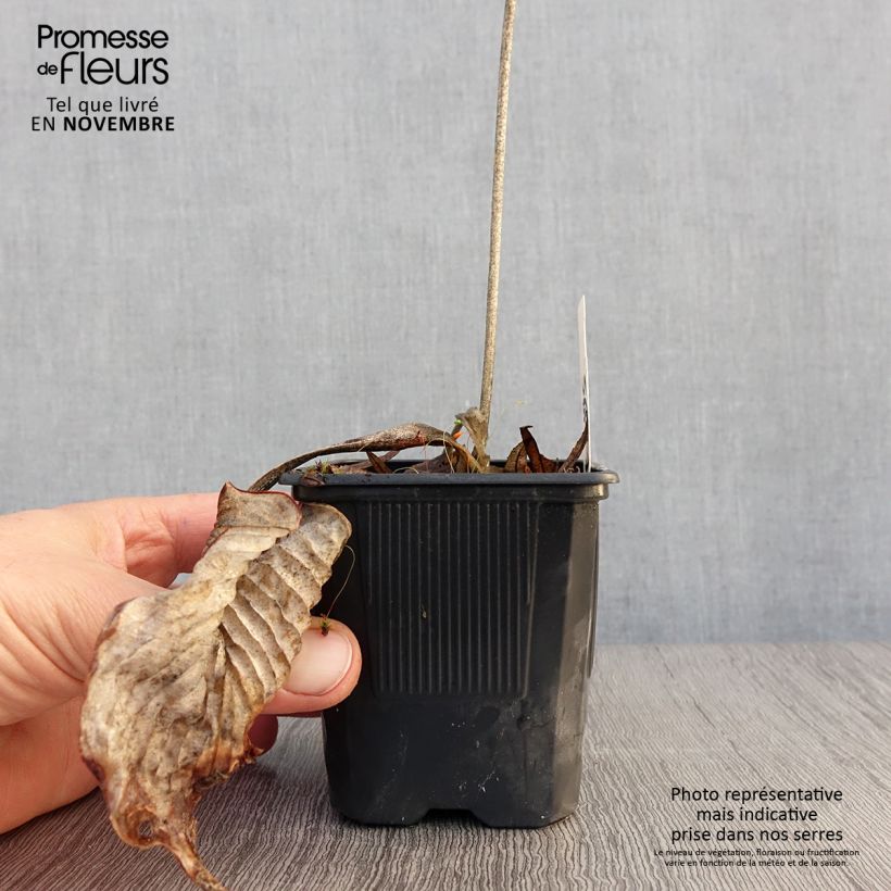 Spécimen de Hosta Bressingham Blue Godet de 8/9 cm tel que livré en automne