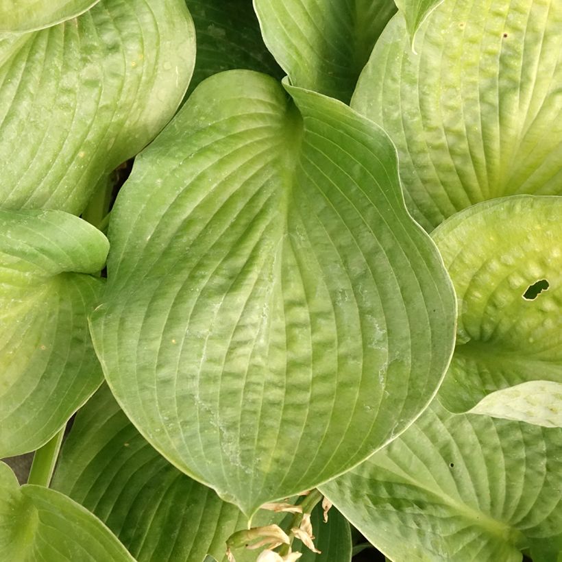 Hosta Bressingham Blue (Feuillage)