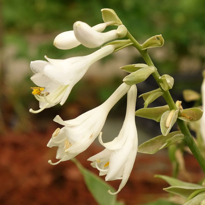 Hosta Bressingham Blue (Floraison)