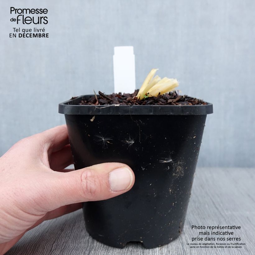 Spécimen de Hosta Bridal Falls Pot de 1,5L/2L tel que livré en automne