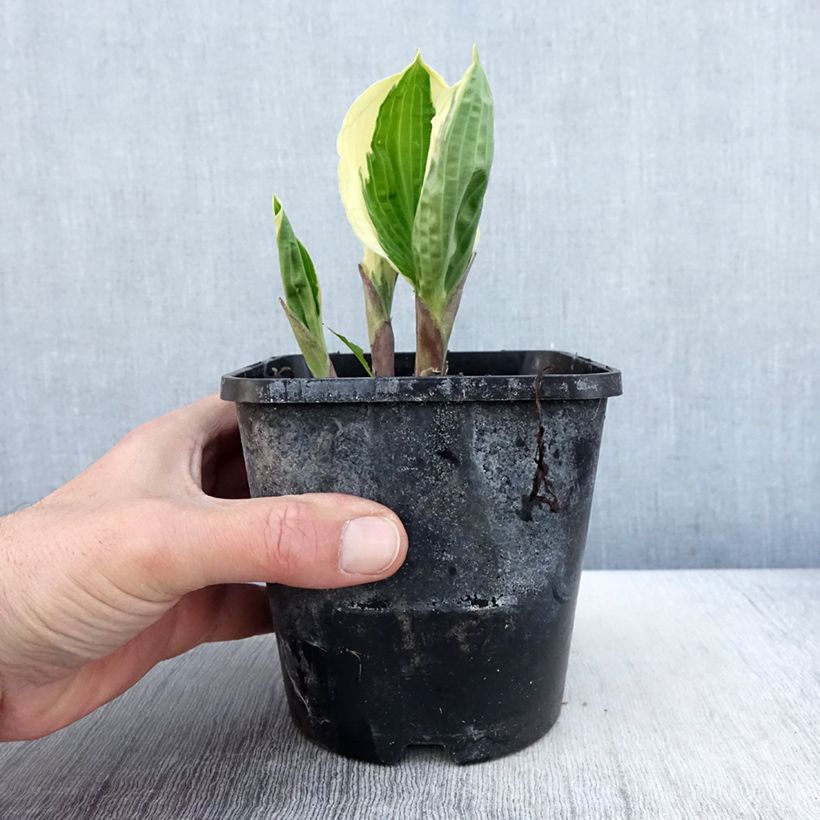 Spécimen de Hosta Captain’s Adventure Pot de 1,5L/2L tel que livré au printemps