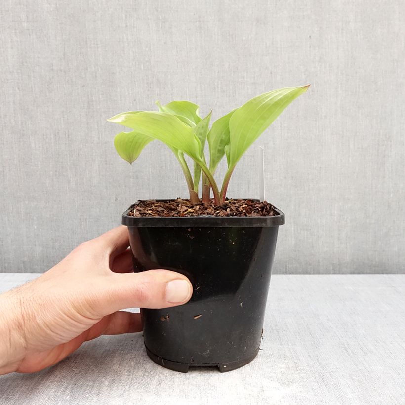 Spécimen de Hosta Celtic Uplands Pot de 1,5L/2L tel que livré au printemps