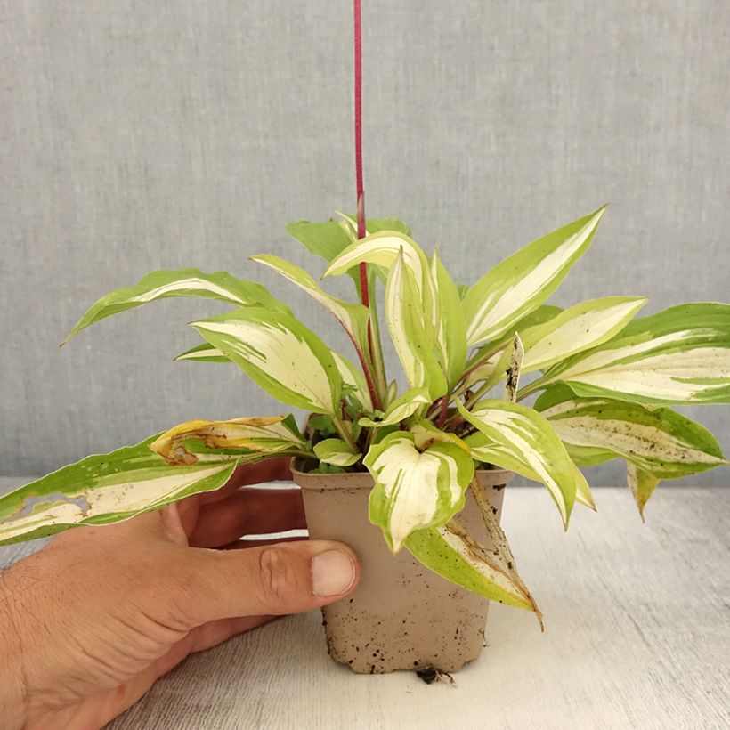 Spécimen de Hosta Cherry Berry Godet de 8/9 cm tel que livré en été
