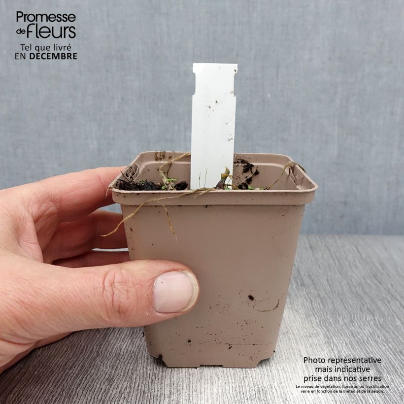 Spécimen de Hosta Cherry Berry Godet de 8/9 cm tel que livré en hiver