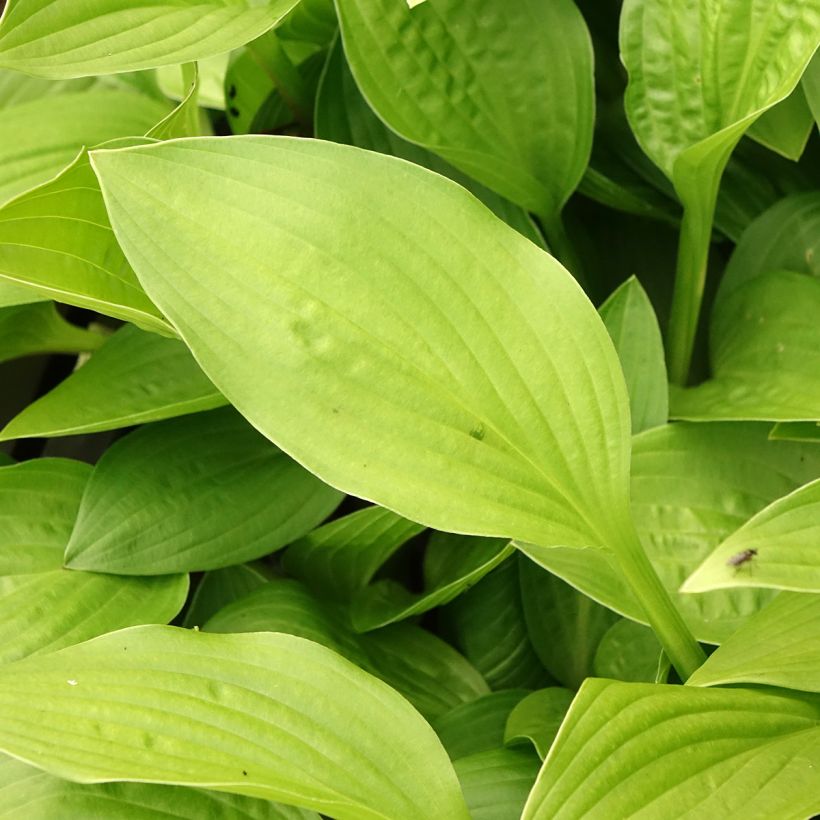 Hosta clausa var. normalis   (Feuillage)