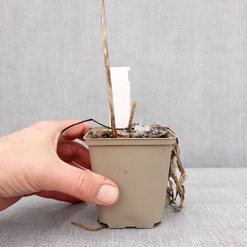 Hosta clausa var. normalis Vasetto da 8/9 cm esemplare consegnato in inverno