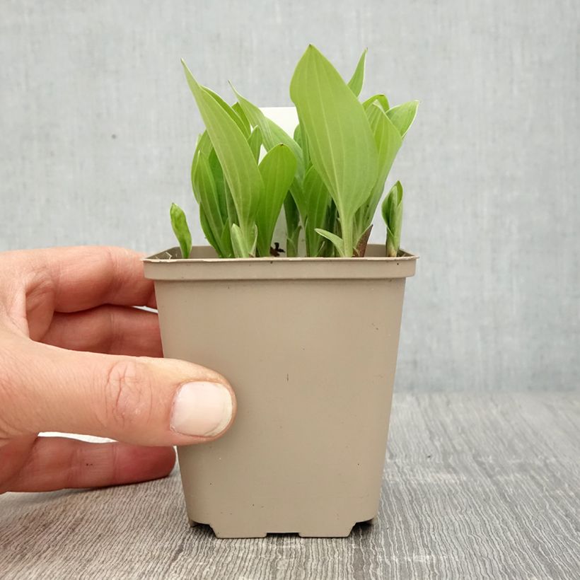 Hosta clausa var. normalis Vasetto da 8/9 cm esemplare consegnato in primavera