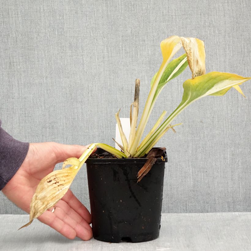 Spécimen de Hosta Clifford's Stingray Pot de 1,5L/2L tel que livré en automne