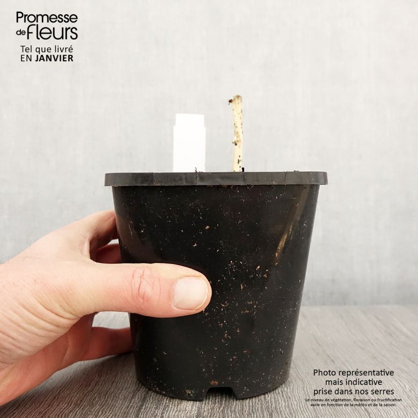 Hosta Clifford's Stingray Vaso da 1,5L/2L esemplare consegnato in inverno