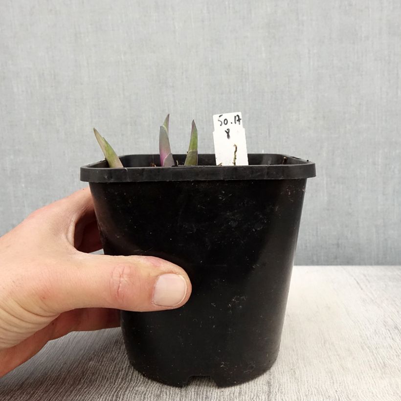 Amostra de Hosta Clifford's Stingray Vaso de 1,5 L/2 L tal como entregue na primavera